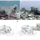 Imagen para el artículo titulado Descubren que las hembras de pulpo arrojan piedras y otros objetos a los machos para mantenerlos a raya